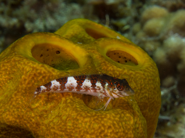 Saddled Blenny