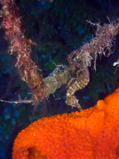 Longsnout Seahorse