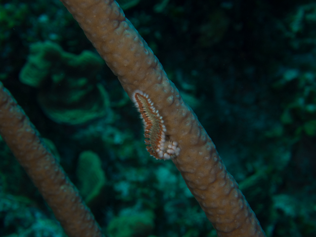 Bearded Fire Worm