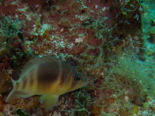 Barred Hamlet