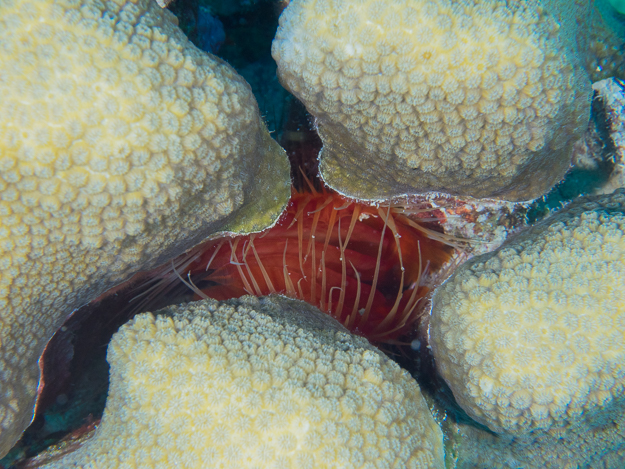 Rough Fileclam Bivalve