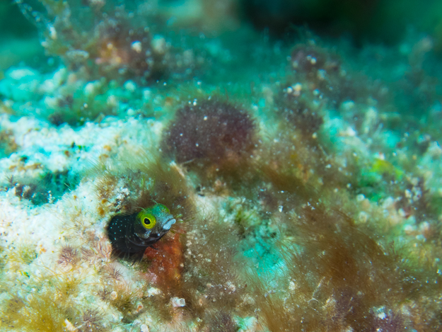 Roughhead Blenny