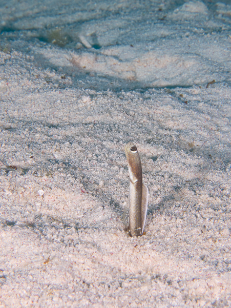 Brown Garden Eel