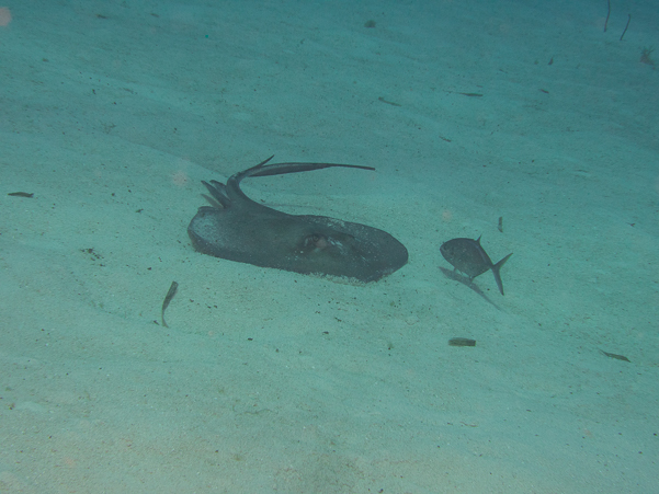 Southern Stingray