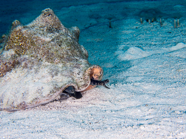 Queen Conch Snail