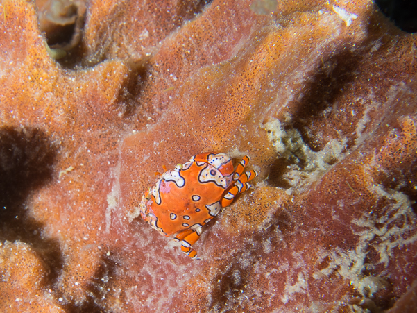 Gaudy Clown Crab