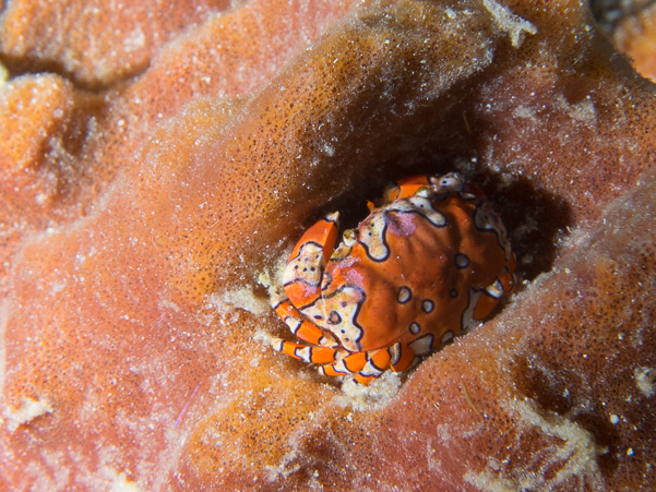 Gaudy Clown Crab