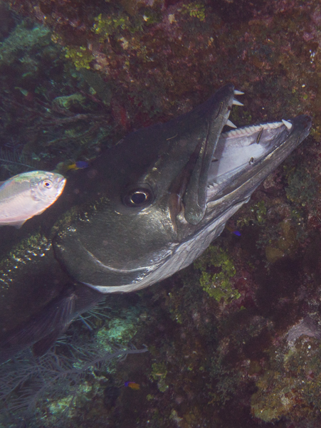 Great Barracuda