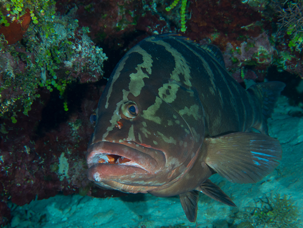 Nassau Grouper