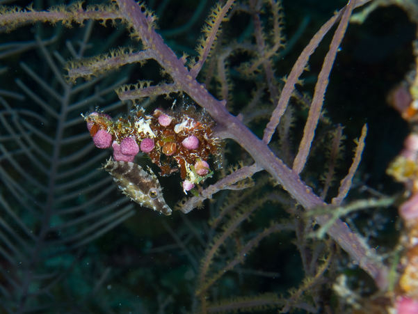 Slender Filefish