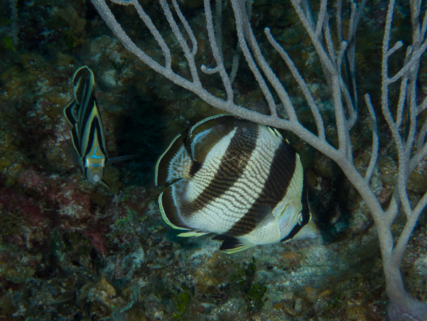 Banded Butterflyfish