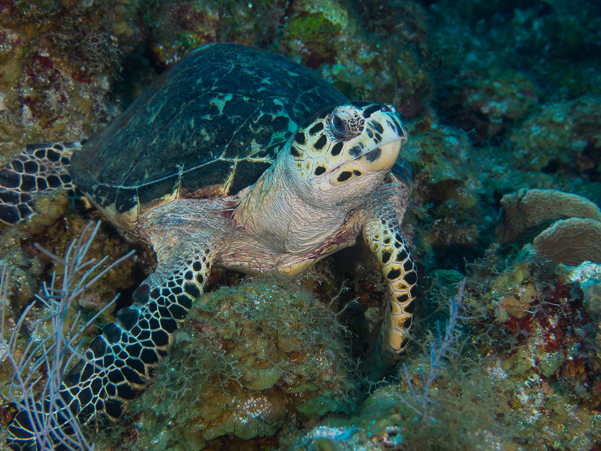 Hawksbill Turtle