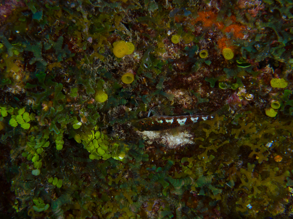 Saddled Blenny