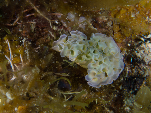 Lettuce Sea Slug