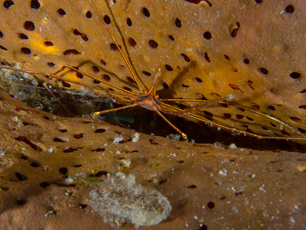 Yellowline Arrow Crab