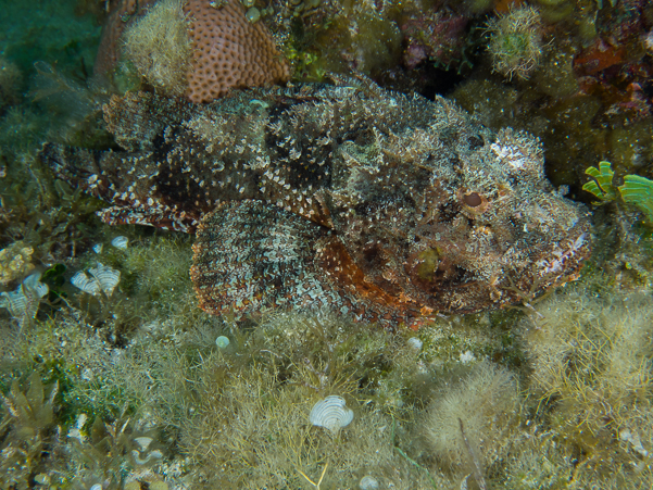 Spotted Scorpionfish