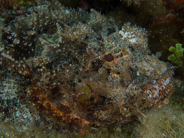 Spotted Scorpionfish