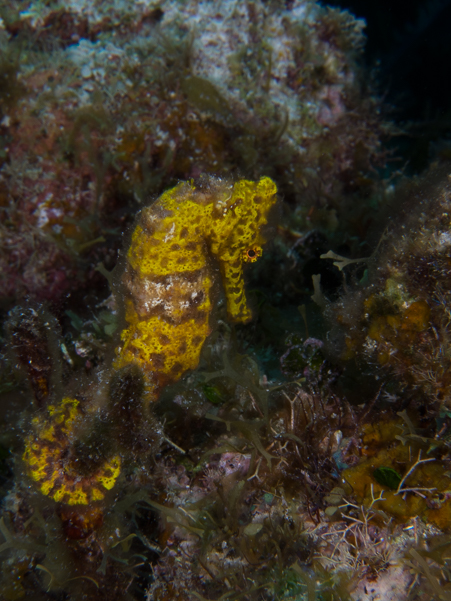 Longsnout Seahorse