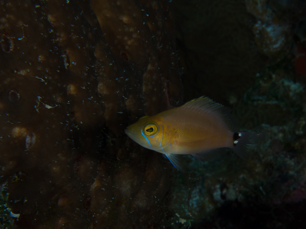 Barred Hamlet