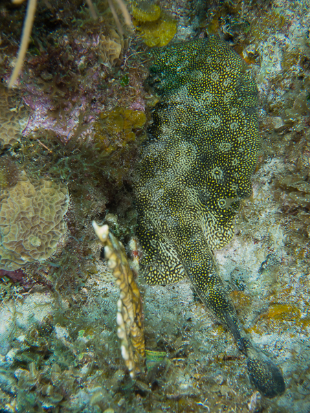 Yellow Stingray