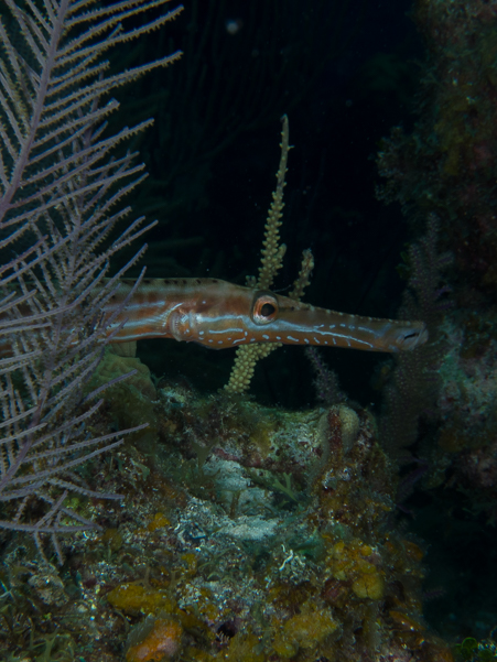 Trumpetfish