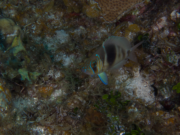 Barred Hamlet