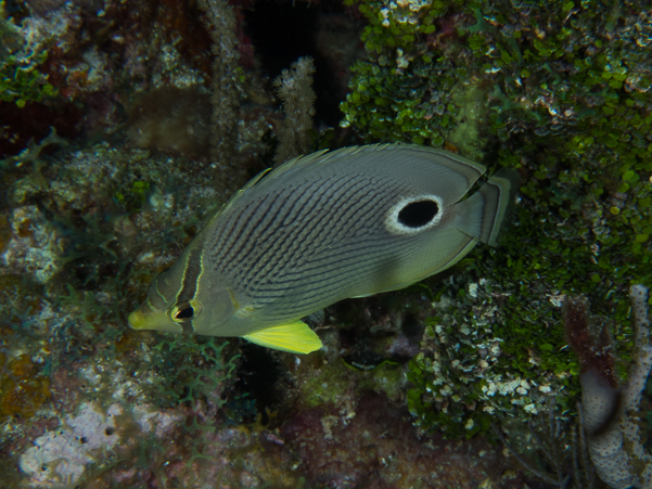 Foureye Butterflyfish