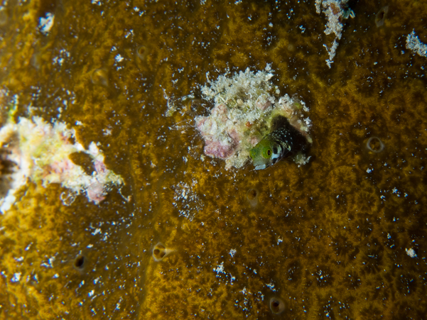 Spinyhead Blenny