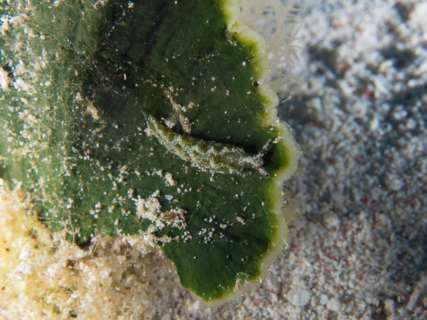 Caulerpa Elysia