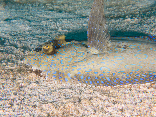 Peacock Flounder