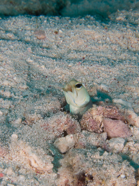 Yellowhead Jawfish