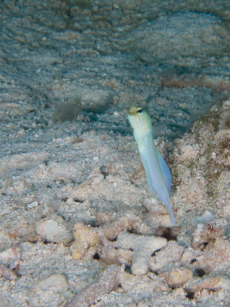 Yellowhead Jawfish