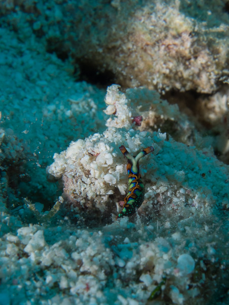 Painted Elysia Sea Slug