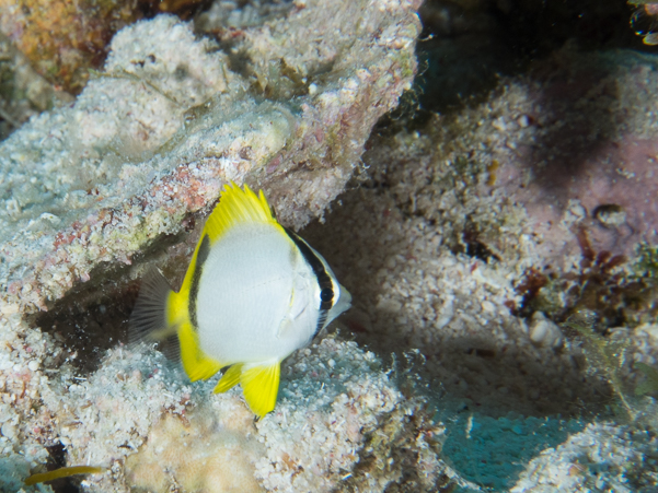 Spotfin Butterflyfish