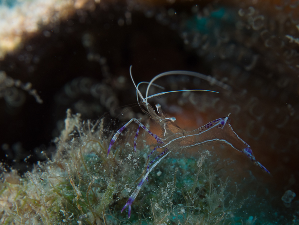 Pederson Cleaner Shrimp