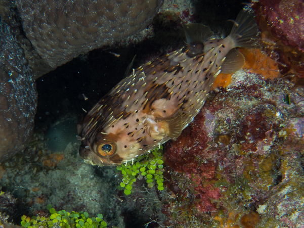 Balloonfish