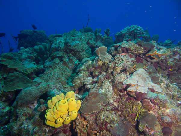 Reefs are in great shape