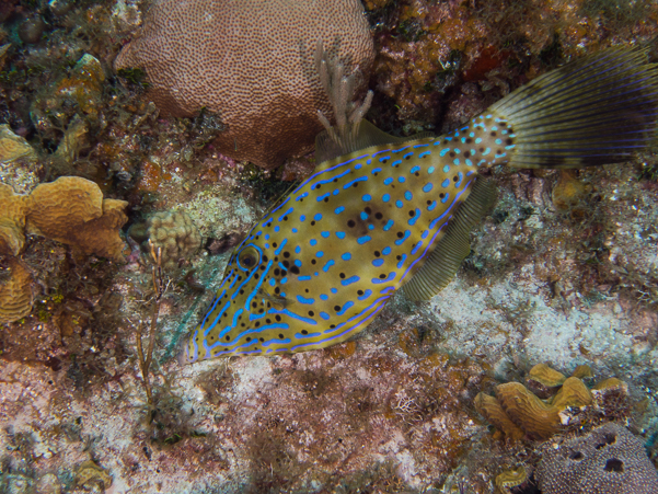 Scrawled Filefish