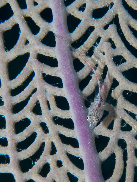 Southern Smoothhead Blenny