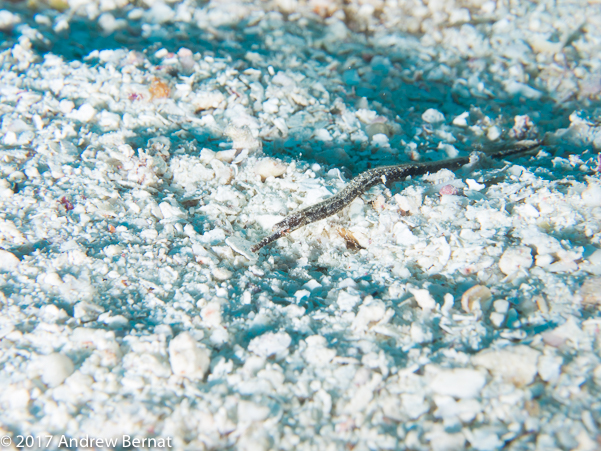 Shortfin Pipefish