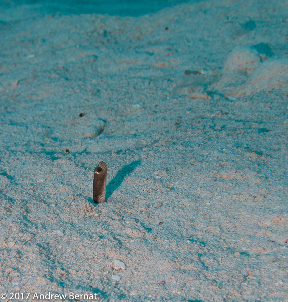 Brown Garden Eel