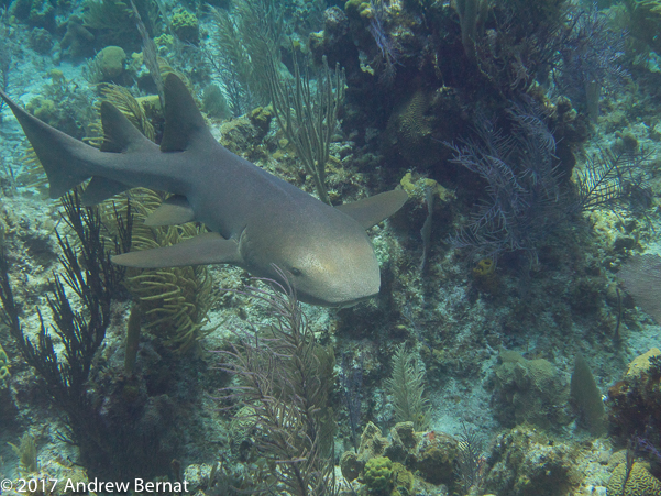 Nurse Shark