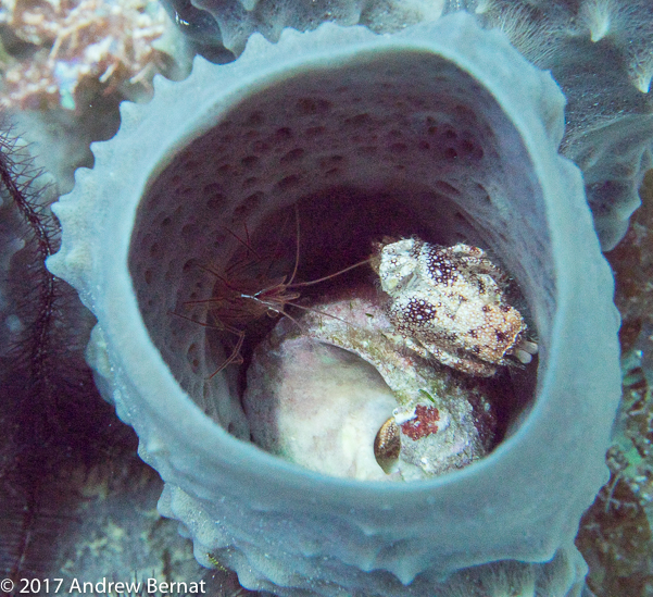 Scarlet-striped Cleaning Shrimp