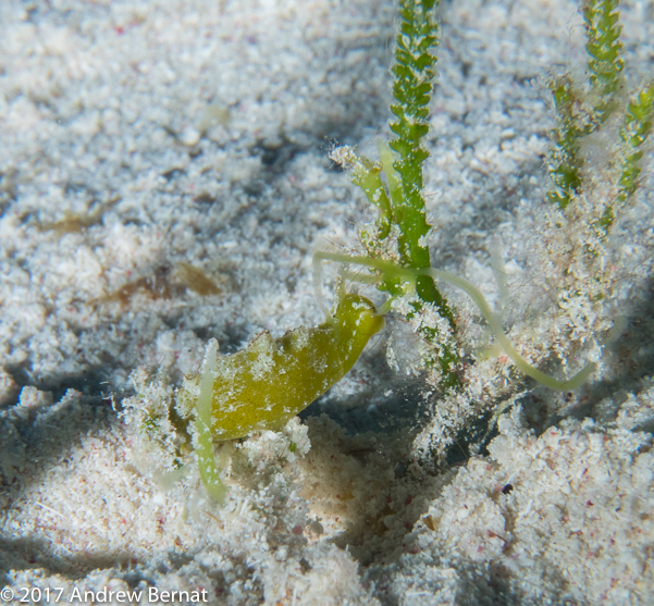 Caulerpa Elysia