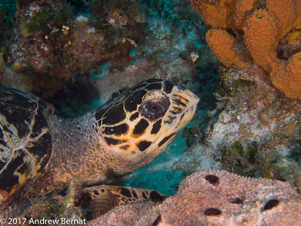 Hawksbill Turtle