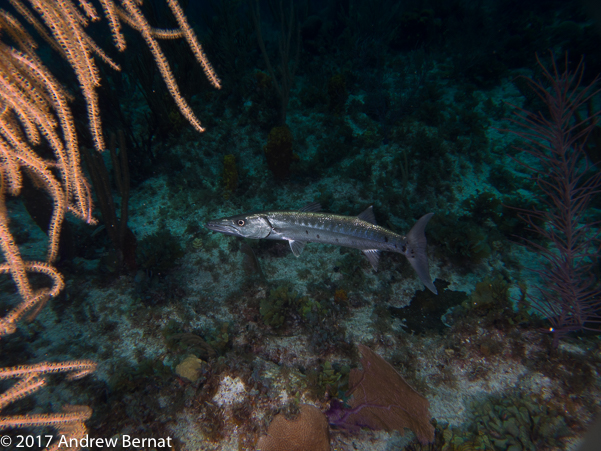 Great Barracuda