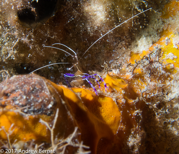 Pederson Cleaner Shrimp