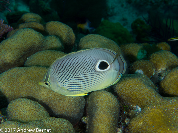 Foureye Butterflyfish