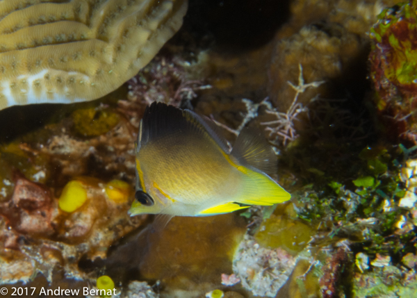 Longsnout Butterflyfish