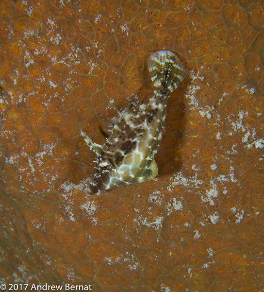 Slender Filefish